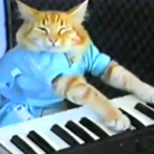 Friday Night Funkin vs Keyboard Cat
